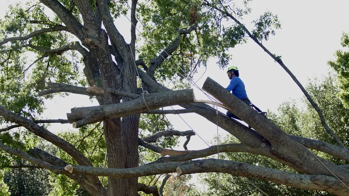Professional Crown Thinning performed by certified arborists in Claytonville